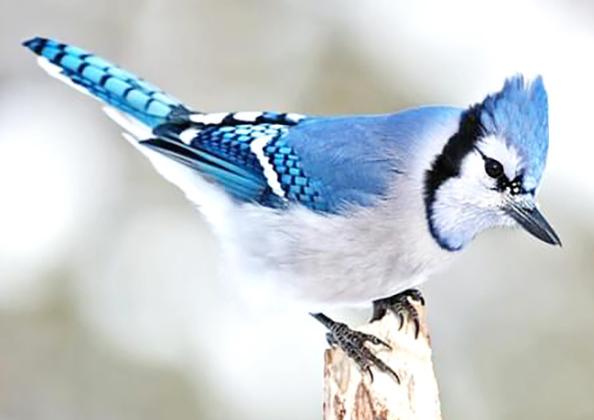 Blue Jays...They May Not Be For Everyone
