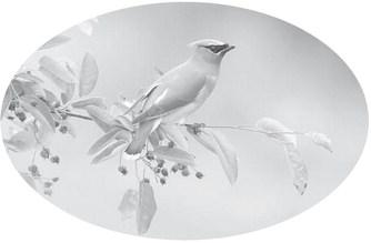 Fun Phone App Helps Identify Birds of All Kinds