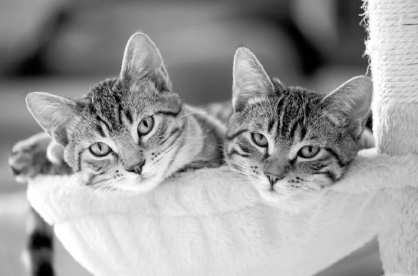 Whirlwinds: A Tale of Two Cats