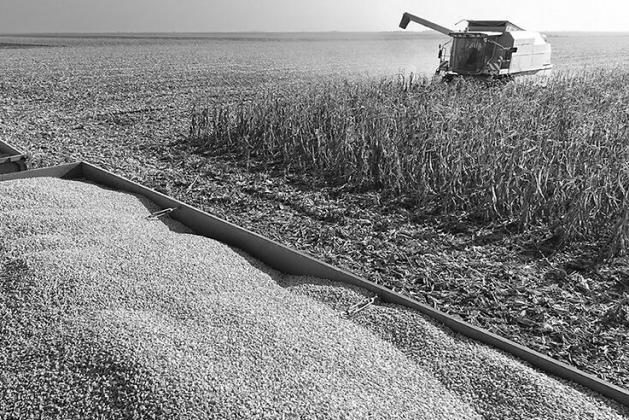 Nebraska corn harvest is underway, but corn maturity and winter wheat planting remain behind average as dry soil and poor pasture conditions persist across the state. (Shutterstock Photo)