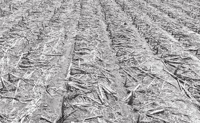 Assessing Early Season Crop Damage