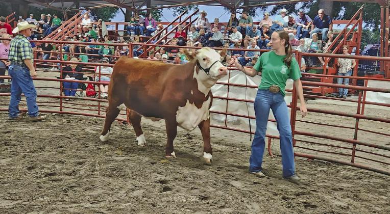 Kelynn Witthuhn walks her 1,360 lb. 4-H Reserve Champion Hereford Steer in the 4-H and FFA Livestock Auction July 30 at the Custer County Fairgrounds. Kelynn’s parents are Jeff and Nicole Witthuhn of Callaway. (Courier photos by Mona Weatherly)