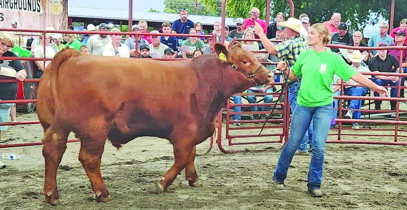 Walking her 1,465 lb. 4-H Champion Red Angus Steer in the auction ring at the Custer County 4-H and FFA Livestock Auction last Thursday is Charli Pandorf, the daughter of Chris and Karla Pandorf of Callaway.