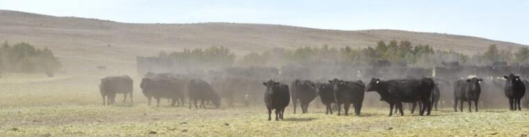 Cooling off at night can be essential for livestock that typically offload the heat they experience during the day. In this March photo, cattle belonging to rancher Mike Wintz stand in a pasture 20 miles north of Ashby. (Photo by Bob Alberts for the Flatwater Free Press)