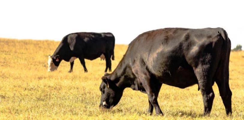 Registration is due by June 16 for all the workshops, which will cover the application process and eligibility requirements for USDA insurance programs and explain how they can be used to mitigate price risk. (Center for Ag Profitability photo)
