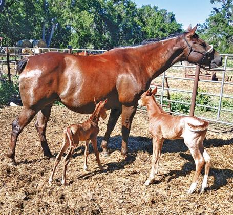 A 9-year-old mare owned by Roger, Marion, and Kari Chesley had twin stud colts on Tuesday June 9. The mare and the stud, H O Cowboys Sugardaddy, were both raised on the Chesley Ranch 10 miles east of Arnold. Google says that twins are 1 in 10,000 in horses. It is even more rare if both survive. One twin is normal size and the other is about the size of a Labrador dog. Both are healthy and eating well. (Photo courtesy Marion Chesley)